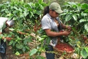 Koffieplukkers in El Salvador