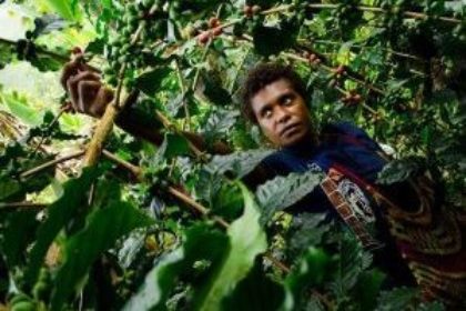Papoea Nieuw Guinea koffie plukster